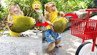 Couldn't stop laughing! Monkey LyLy struggled to pick jackfruit to give to her mother