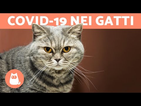 Video: Coronavirus Nei Gatti