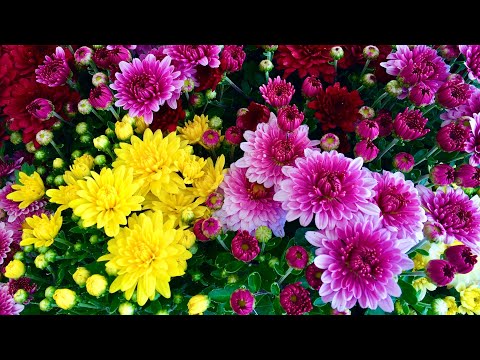 ХРИЗАНТЕМЫ МУЛЬТИФЛОРА и КОРЕЙСКИЕ. ОСЕННИЙ ВАЛЬС. Chrysanthemum multiflora. Chrysanthemum koreanum.
