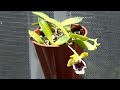 Мои японские орхидеи: Sedirea japonica и Neofinetia falcata