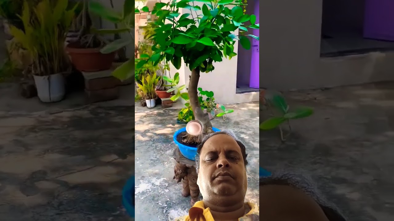 don't touch my plant