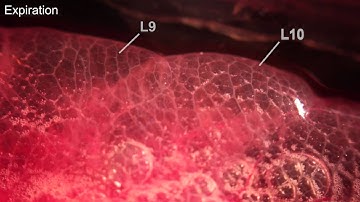 Unidirectional movement of fluid through regions of the lung in V. exanthematicus