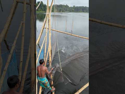 Village traditional fishing #fishing #fishvideo #ruralfishing #shorts