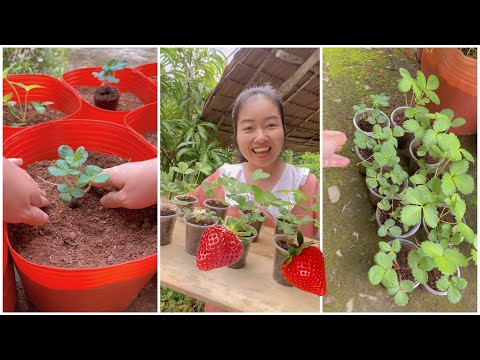 Video: Cây thu hải đường dâu tây - Cách trồng cây thu hải đường dâu tây