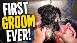 Miniature Schnauzer's FIRST Groom Ever! 🐶