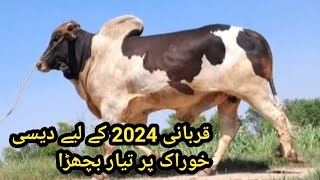 Heavy weight Bachra | jatt cattle farm | sahiwal wacha farming | 0335-4717353