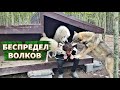 Арктическая Волчица рвёт куртку и пытается проглотить мою голову. Парк Северных Волков , осень.