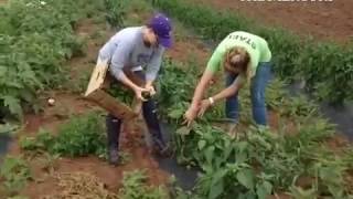 At The Farmers Daughter Caroline Sweeney of The Mercury works in the field picking vegetables for he