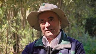 Reforestación del Fundo Quebrada Verde: recuperar los bosques milenarios de Valparaíso