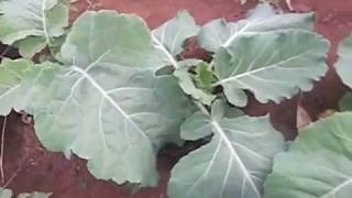 Kale (Sukuma wiki)