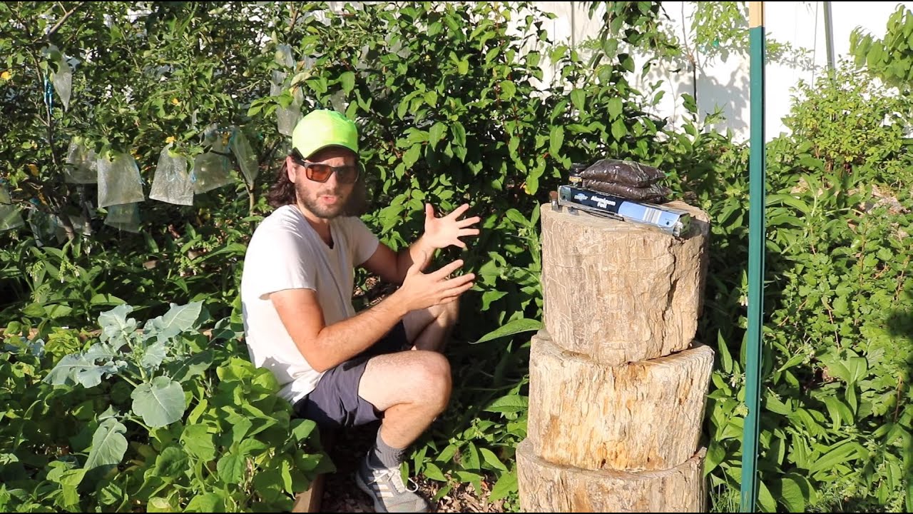 Propagating Goumi by Air Layering