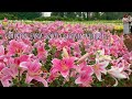 Lilies are in full bloom around Tokyo area. Country farm Tokyo German Village. 東京ドイツ村 #4K #ゆり