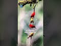 Scarlet Tanager is one of the most striking songbirds of North America.