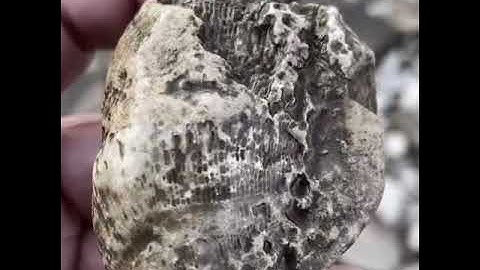 Devonian days | fossil hunting Scioto river