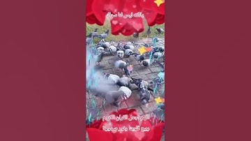 اللهم اجعل القران الكريم ربيع قلوبنا ونور صدورنا