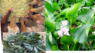 Mix chicken feed from water hyacinth  effects of ACACIA MANGIUM plant on chickens  Chicken Farm