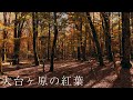 大台ヶ原の紅葉 : Autumn Leaves of Mt. Odaigahara（Nara, Japan）