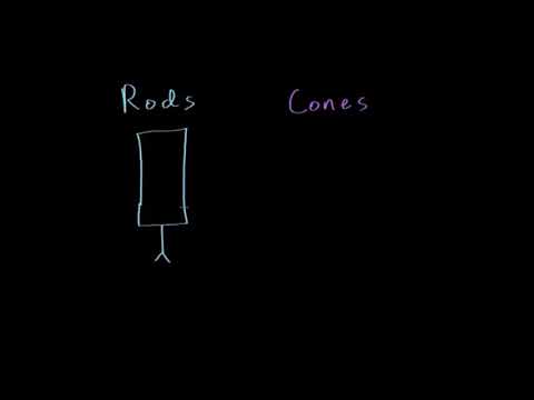Photoreceptors (Rods):function and structure