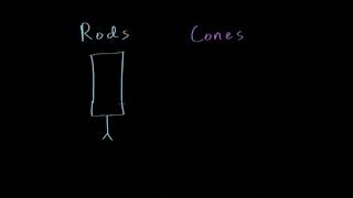 Photoreceptors (Rods):function and structure