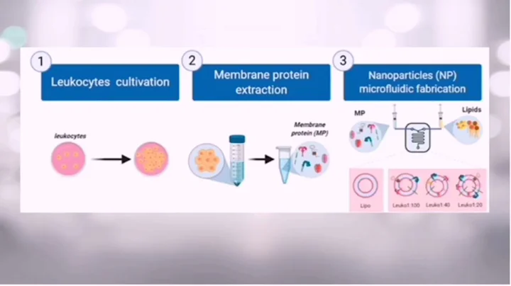 Synthesis of Leukocyte-Based Biomimetic Nanoparticles