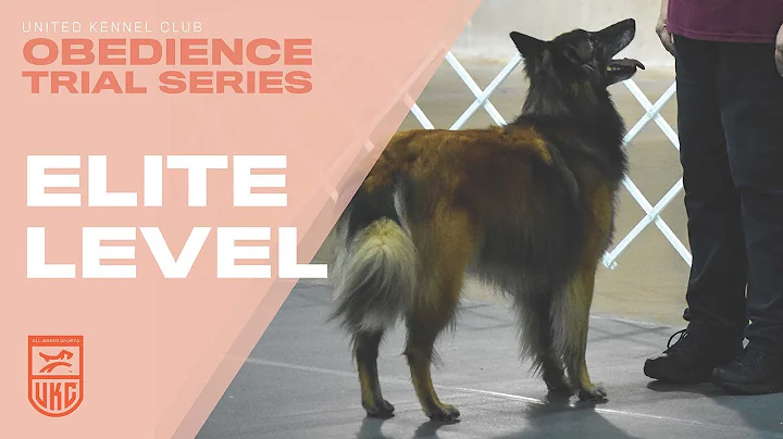 UKC Obedience: Train Your Dog for the Elite Level