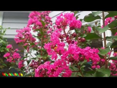 Video: Cold Hardy Crepe Myrtle Varieties. Crepe Myrtles աճեցում 5-րդ գոտում այգիներում