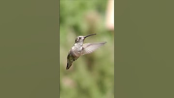Black Chinned Hummingbird