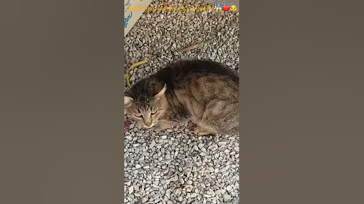Visszatért?! Oli a cica aki eltűnt és vissza jödt..ilyen nincs😱😱❤😢😢