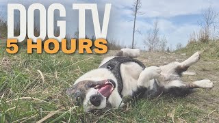 5-Hour Dog TV: Soothing Dog Walk 🐶 Calming Music for Dogs 🐾 The Ultimate Relaxation for Dogs #dogtv