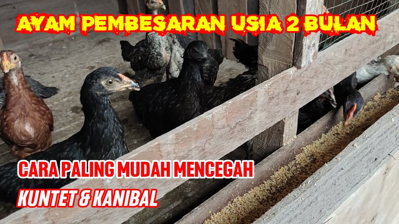 WAJIB TAU‼️CARA MENCEGAH KUNTET DAN KANIBAL PADA AYAM PEMBESARAN