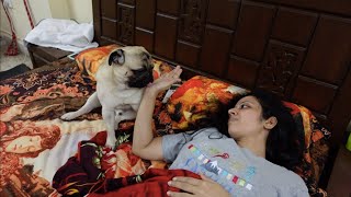 OMG my little PUG took care of me when I was unwell | Simba's Pug Life