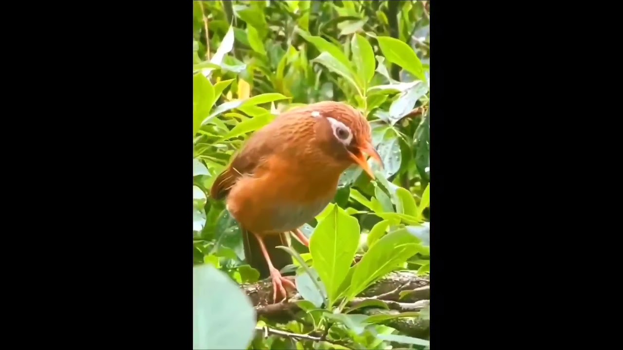 Họa MI Mộc hót giọng rừng hay, luyện giọng chim Họa Mi hàng ngày/ Chim Họa Mi Mộc 