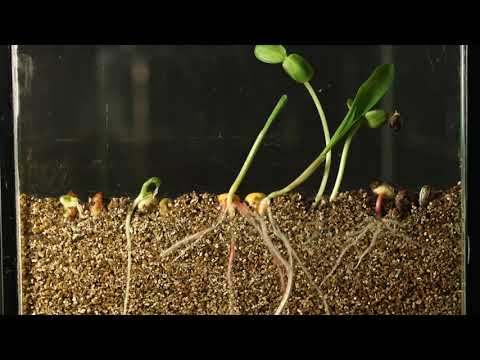 Seed Germination Time-Lapse | Soil cross section