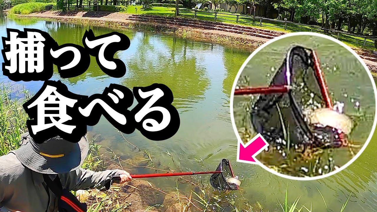 公園の横に棲む肉食外来生物を捕獲して食べてみる！