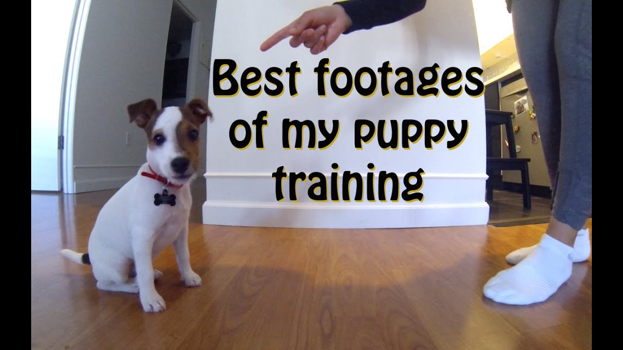 2 to 5 months training a Parson Russell puppy | FunnyDog.TV