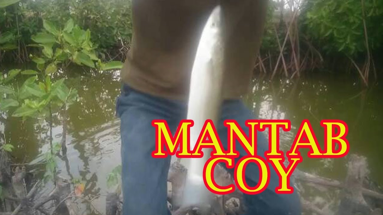 MANCING BELANAK UMPAN PADAT DAN UMPAN ENCER DAPAT BABON