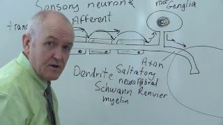 Nervous system 2, Sensory neuron