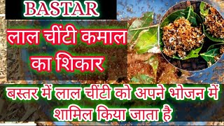 BASTAR ME  RED ANTS CHUTNEY | बस्तर के जंगल मे लाल चींटी(चापड़ा) || India Famous Trible Foods#bastar