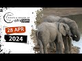 Sights and Sounds of Africam - 28 April 2024