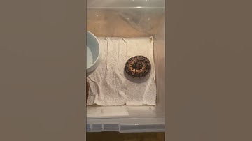 پوست اندازی و رطوبت 🐍 #مار #ballpython #animal #python #پایتون #حیوان_خانگی #snake #پیتون #reptile