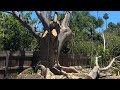 Derribo de arbol ficus con poca censura parte #1 #ramborista