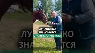 Жеребёнок для Лукашенко! // Как выглядит РЕДКИЙ владимирский тяжеловоз? #shorts
