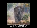 WILD ASSAM ELEPHANT