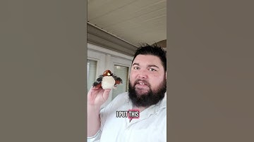 Flappy Bird Cat Toy | USB Rechargeable Fun for Happy Cats #CatToy #CatLovers