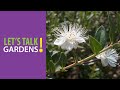 view Top 20 Native Shrubs for Sun and Shade - Let&apos;s Talk Gardens digital asset number 1