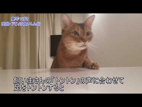 元宝塚歌劇団トップスター・真琴つばさ　愛猫は食いしん坊