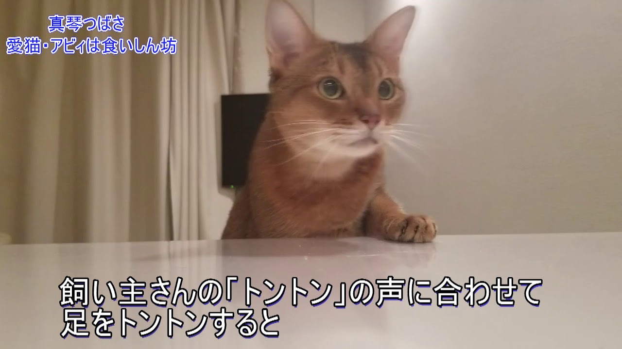 元宝塚歌劇団トップスター 真琴つばさ 愛猫は食いしん坊 Youtube