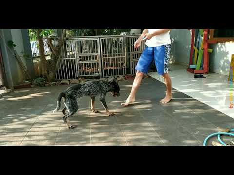 Video: Apabila anak anjing anda mundur?