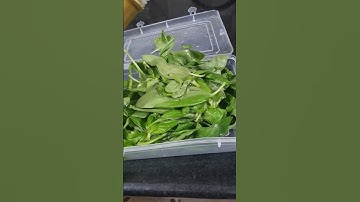 How to store basil for months