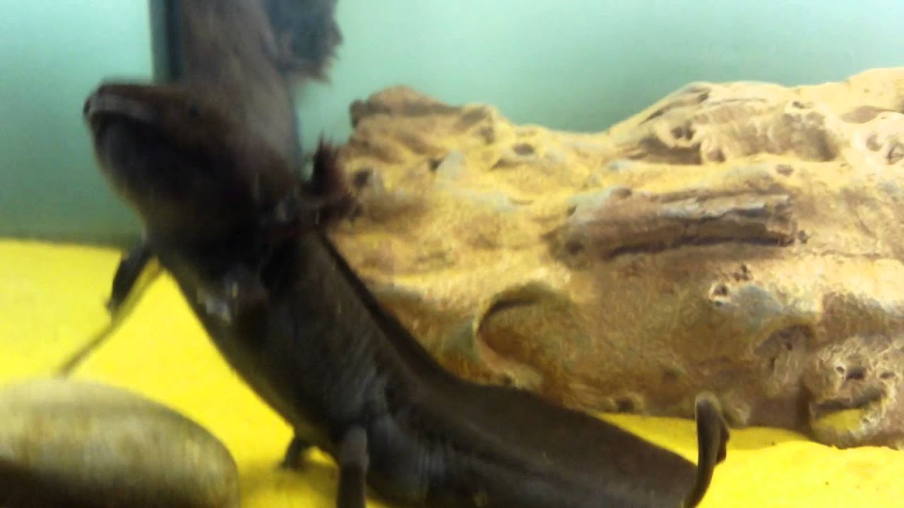 My Wild-type Axolotl - YouTube